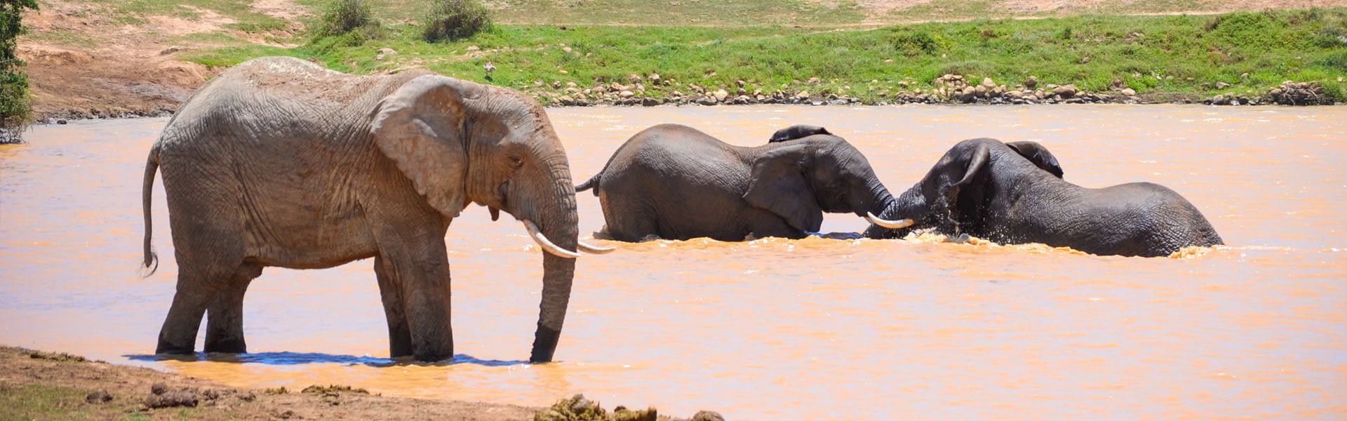 Addo Elephant National Park Safaris Big 5 Tours Port Elizabeth